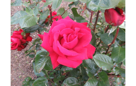 Concours P.S.L à Lure